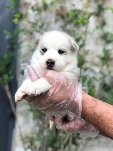 Husky Siberiano- Filhotinho macho cinza e branco, 56 dias- Daniela