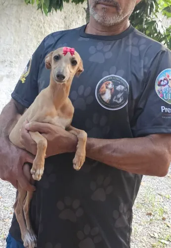 Galgo Italiano - Femea com Pedigree