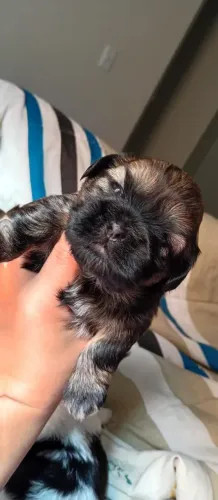 Vendo duas femas shi tzu 