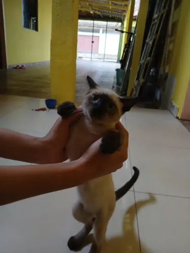 doação de gatinho siamês macho 
