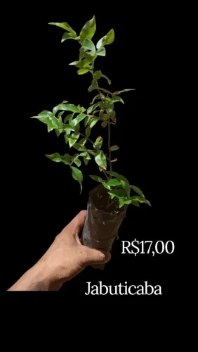 Jabuticaba POT11