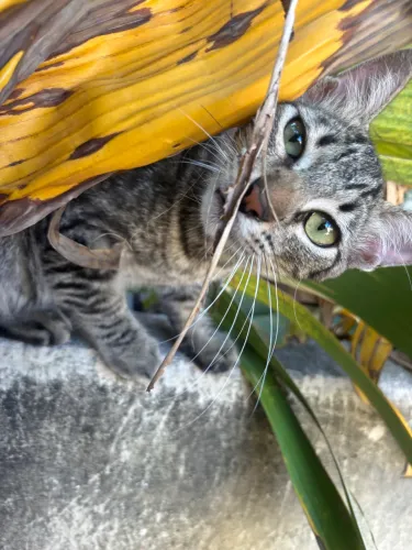 gatinho para doação já castrado