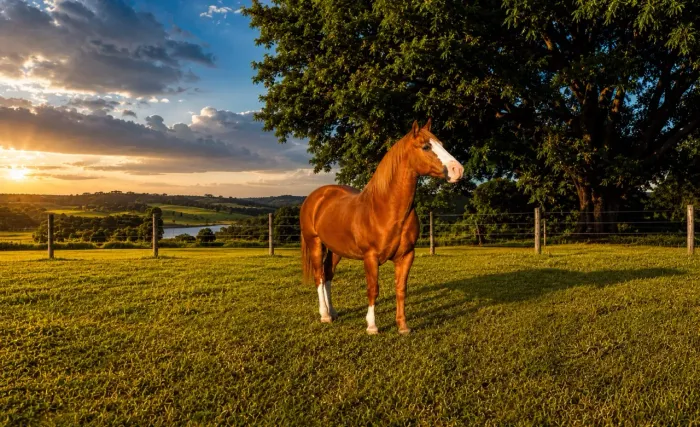 Fazenda Villagio