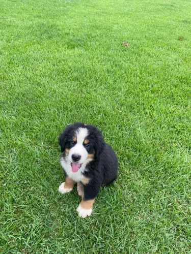 O cão que sua família merece ter