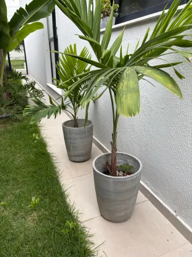 Plantas no vaso