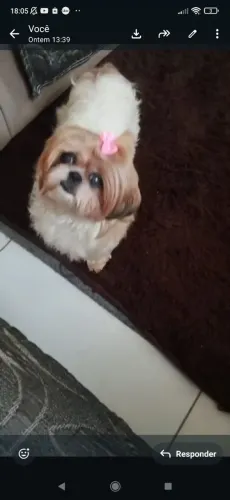 Vende uma cachorrinha shi tzhu fêmea 