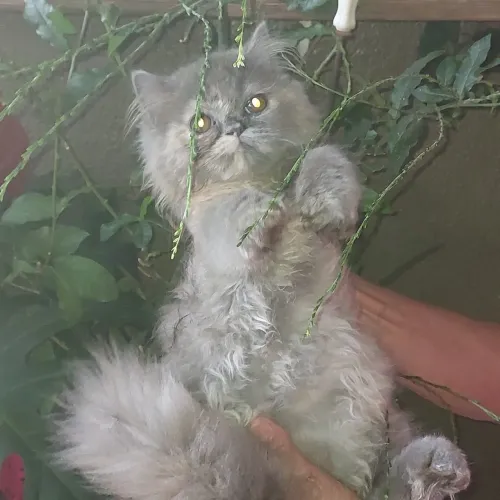 Persa fêmea com 80 dias rasa pura uma fofura 