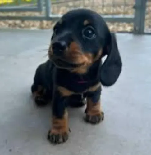 Basset Dachshund Filhotes Muito Incríveis. 