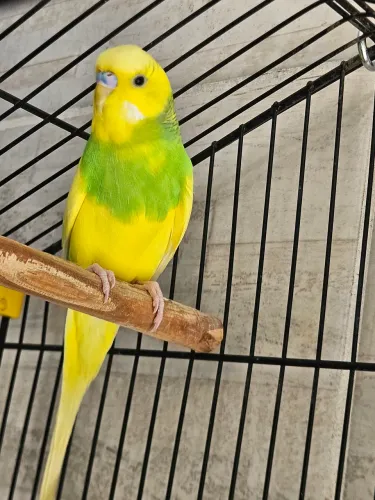 Periquito australiano domestico