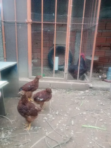 Franga rhode Island red pura