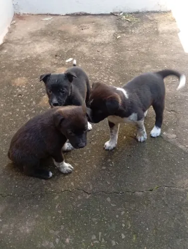 Doação filhote de boder colee