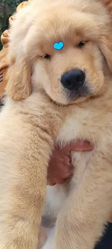 Filhotes Golden Retriever disponível pra reserva