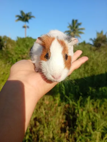 Porquinho da índia