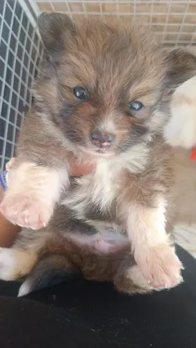 Spitz alemão anão