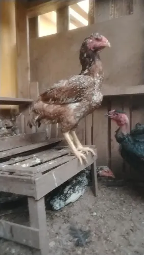Galinha índio gigante 