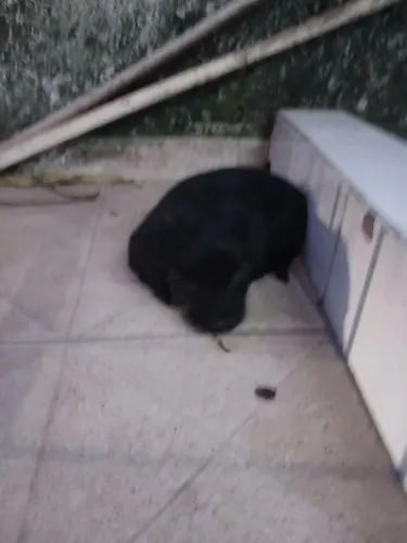 Cachorro