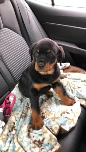 Filhote Rottweiler, Dê um lar a um filhotinho e ganhe amor para sempre!