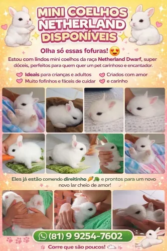 Coelhos Netherlands dwarf 