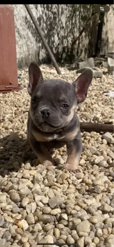 Bully micro ( macho ) 