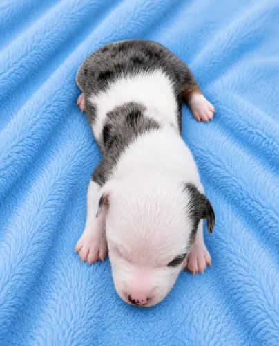 Daschund Alerquim