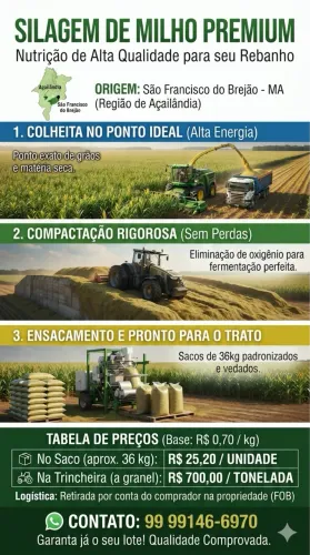 SILAGEM DE MILHO DE ALTA QUALIDADE À VENDA