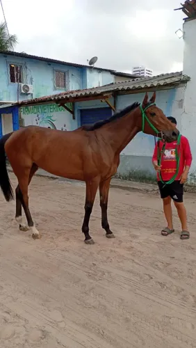 ÉGUA PURO SANGUE INGLÊS