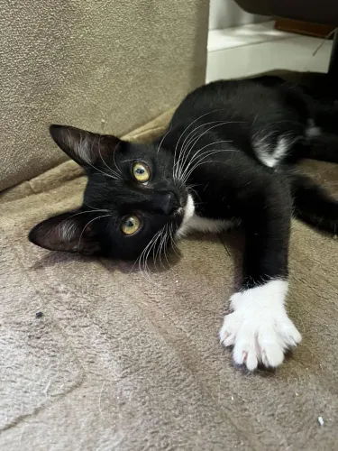 Adoção responsável 