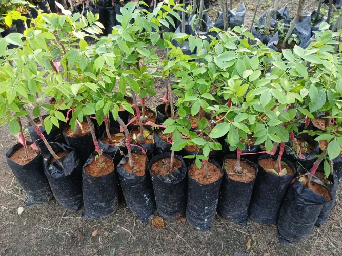 Mudas de frutíferas 