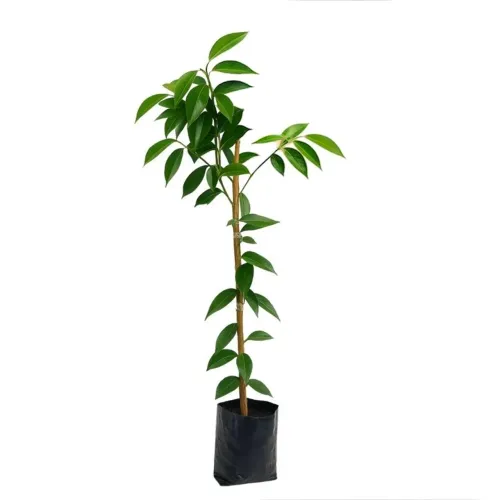 Mudas frutíferas
