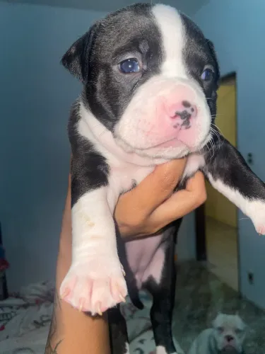 Filhotes de American bully 