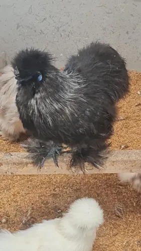 GALO SEDOSA SILKIE BIRCHEN
