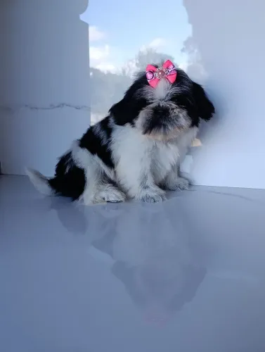 Maravilhosa Fêmea de Shihtzu
