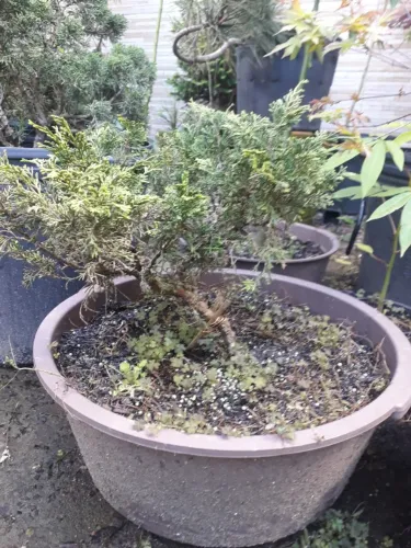 Muda Junípero itowogaua - pré bonsais - Porto Alegre RS