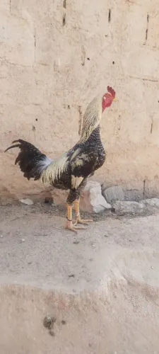 Vendo frango 
