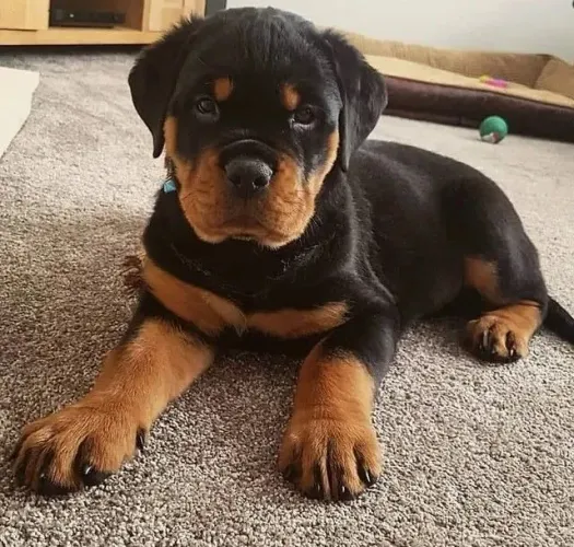 Rottweiler Super Filhote Macho com Pedigree