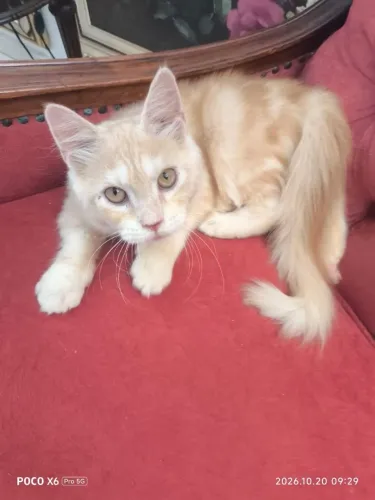 Boneca Maine Coon