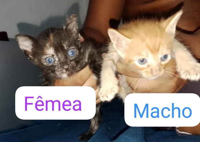 Doação de gatos