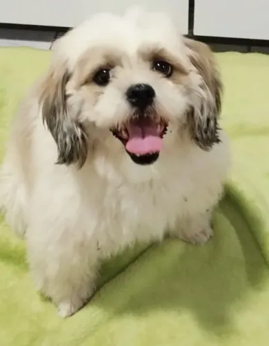 Linda cachorrinha (castrada)