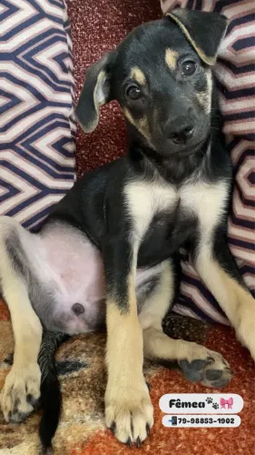 Cachorra pra doação