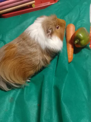 Porquinho da índia