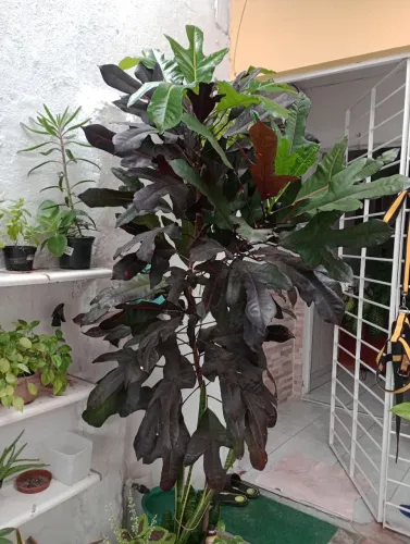 Planta Viva Croton Rabo de Galo alta