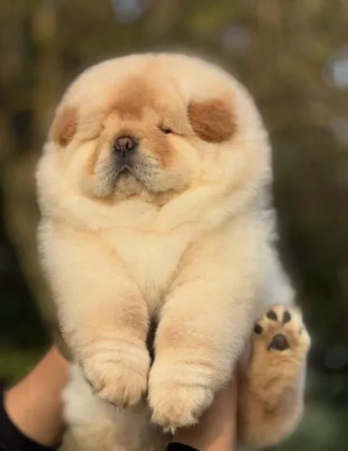 Chow Chow: fofura, charme e muita personalidade!