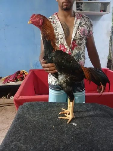 Galo de raça