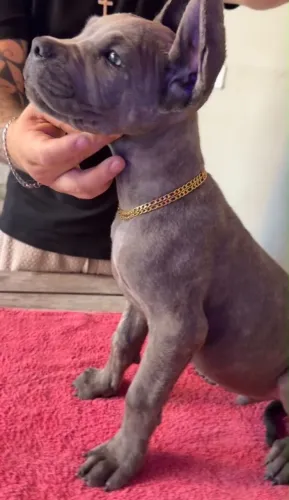 CANE CORSO A VENDA!! 
