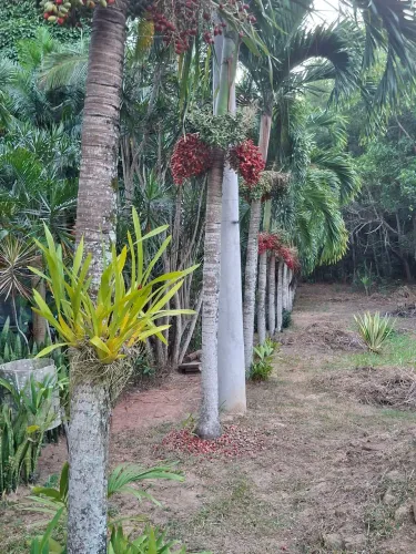 200 Sementes de Palmeira Veitchia