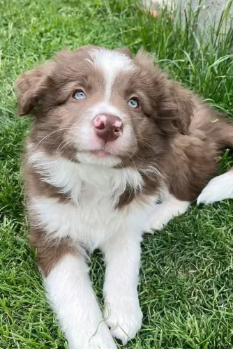 Border collie com excelente linhagem