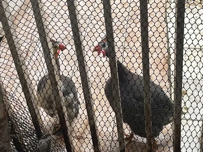 GALINHA ANGOLA CASAL