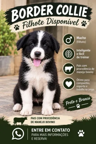 Lindo filhote de Border Collie 