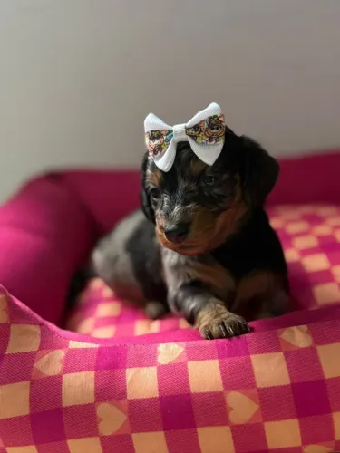 Daschund pelo longo - Quem não quer ter um ¿