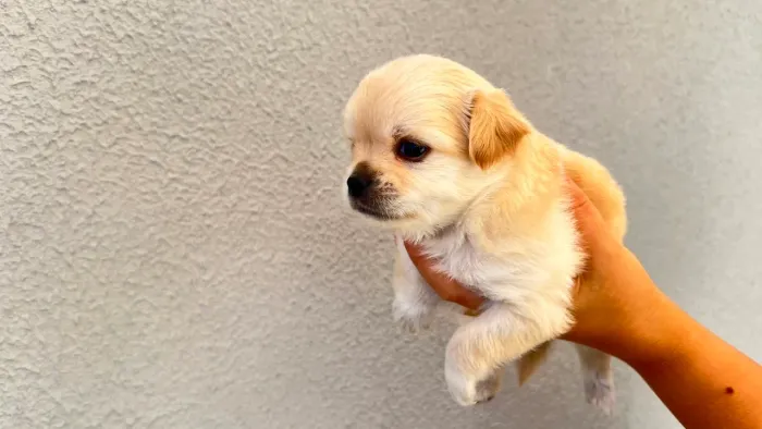 Filhote chihuahua pelo longo com CBKC